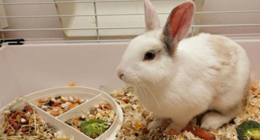 Vyplatí se pořídit si králíka do bytu, výhody a nevýhody chovu